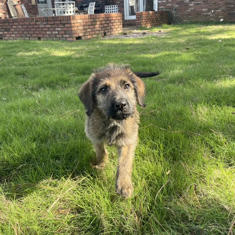 A young medium-sized female Goldendoodle dog named Giselle for adoption in Cordova, TN