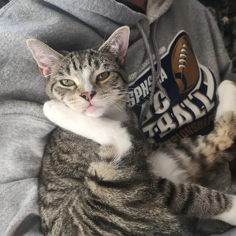 A baby medium-sized female Tabby (Brown / Chocolate) Domestic Short Hair cat named Ash for adoption in Moriches, NY