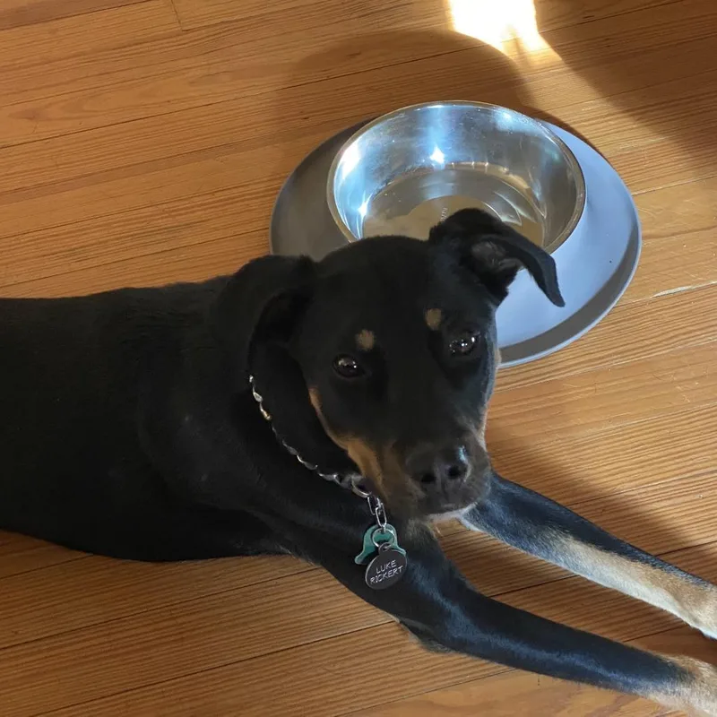 An adult medium-sized male Black Mixed Breed dog named Luke for adoption in Fredericksburg, TX