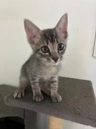 A baby small-sized male Domestic Short Hair cat named Sleepy for adoption in New Orleans, LA