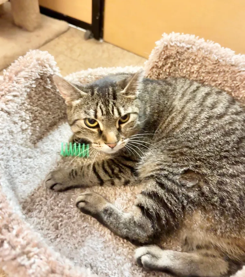 A young medium-sized female Tabby (Brown / Chocolate) Domestic Short Hair cat named Everly for adoption in Springfield, PA