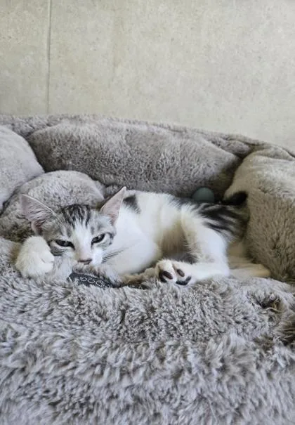 A baby small-sized female Domestic Short Hair cat named Millie for adoption in Honolulu, HI
