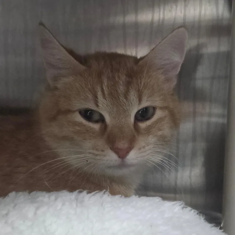 Marmalade