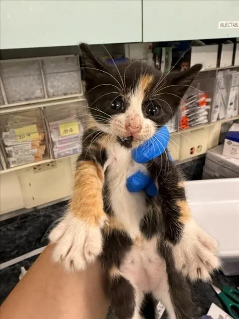 A baby small-sized female Domestic Short Hair cat named Lucy for adoption in Woodland, CA