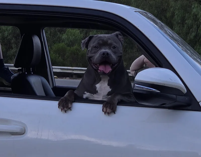 An adult medium-sized female Gray / Blue / Silver American Staffordshire Terrier dog named Luna for adoption in Frazier Park, CA