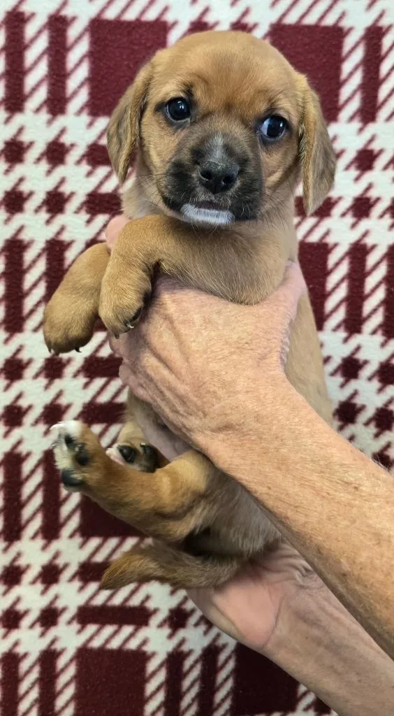 Klio