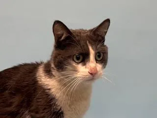 An adult small-sized male Domestic Short Hair cat named Zane for adoption in Golden Valley, MN