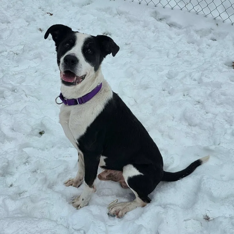 A senior medium-sized male Border Collie dog named Rooney for adoption in Greensburg, PA