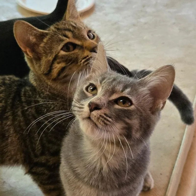 A baby medium-sized male Tabby (Gray / Blue / Silver) Domestic Short Hair cat named Fog Advisory for adoption in Watertown, WI