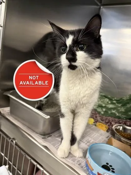 An adult small-sized female Domestic Medium Hair cat named Azlanii for adoption in Lowell, MA