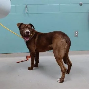 An adult medium-sized male Pit Bull Terrier dog named Scooby for adoption in Stagecoach, NV