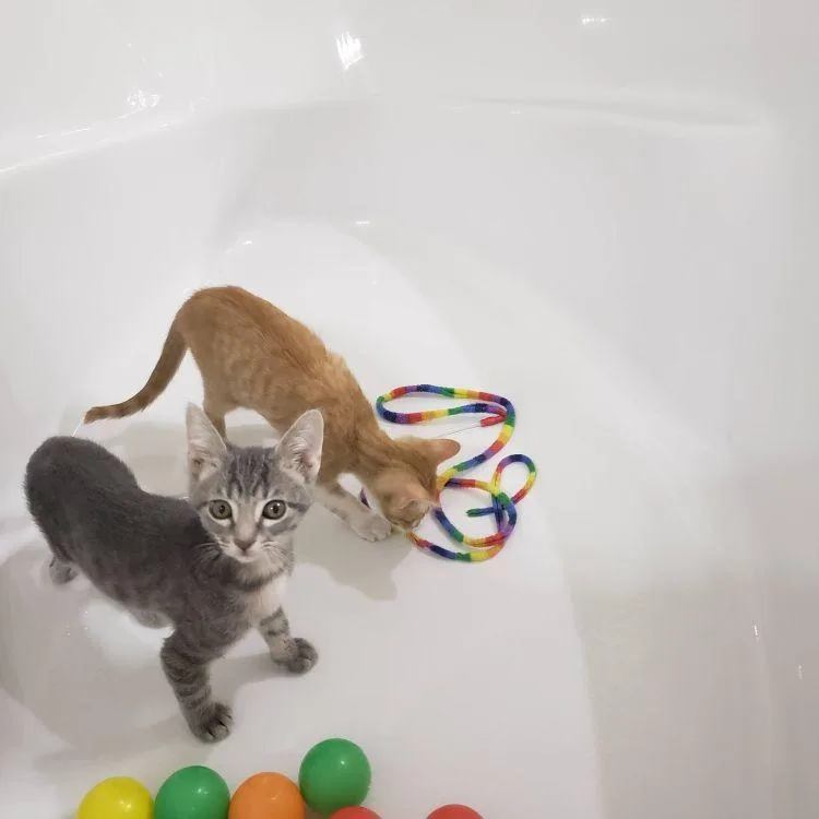 A baby medium-sized male Orange & White American Shorthair cat named Buttercup for adoption in Richardson, TX