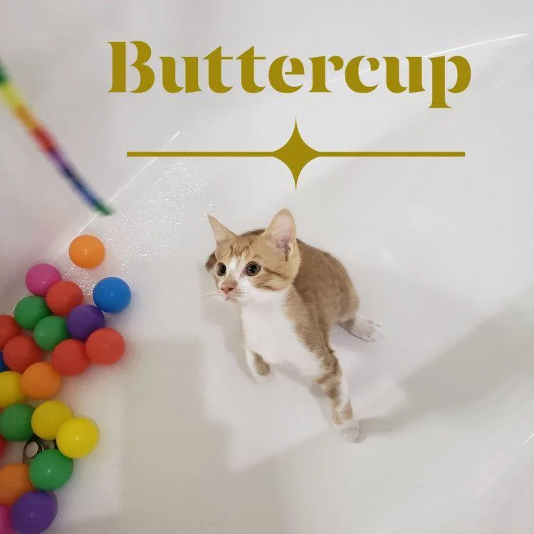 Buttercup thumbnail 3