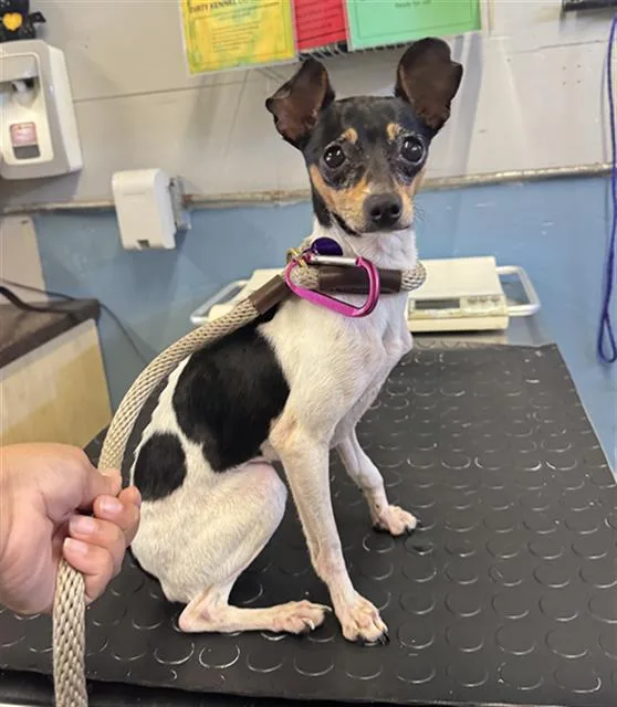 An adult small-sized female Chihuahua dog named Trixie for adoption in Camarillo, CA