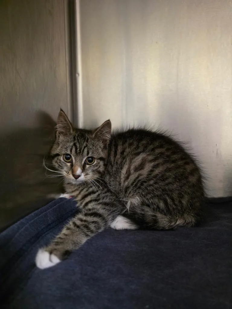 A baby small-sized male Domestic Short Hair cat named Wellsley for adoption in Meriden, CT