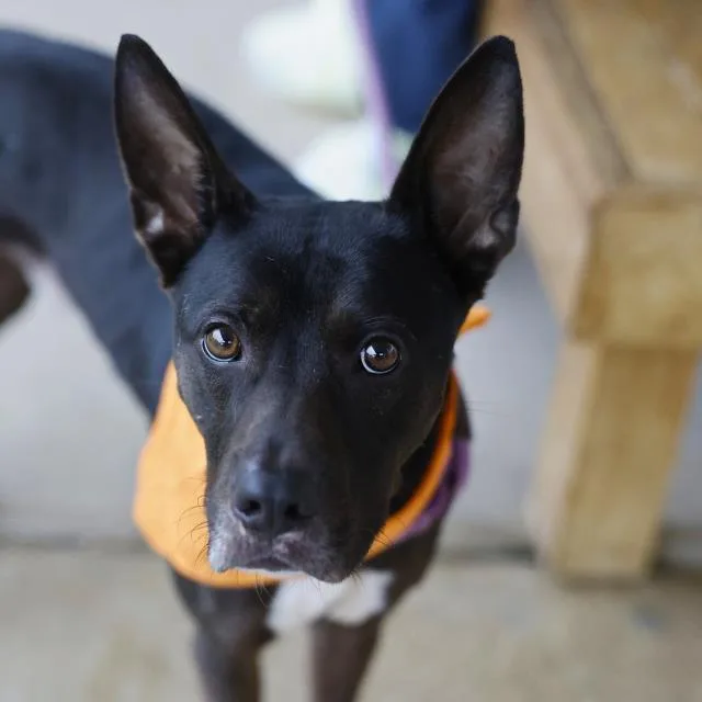 An adult large-sized male American Staffordshire Terrier dog named Cookie for adoption in San Antonio, TX