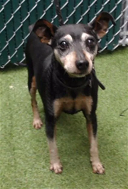 A senior medium-sized male Chihuahua dog named Stanley for adoption in Downey, CA