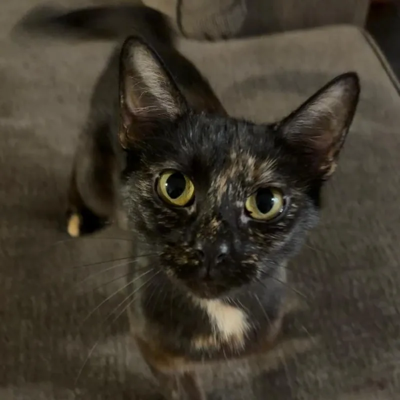 An adult small-sized female Black Domestic Short Hair cat named CoCo for adoption in Dixon, IL