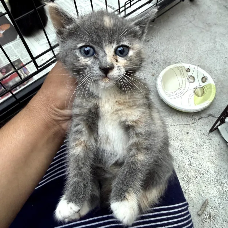 A baby small-sized female Gray / Blue / Silver Domestic Short Hair cat named Suki for adoption in Los Angeles, CA