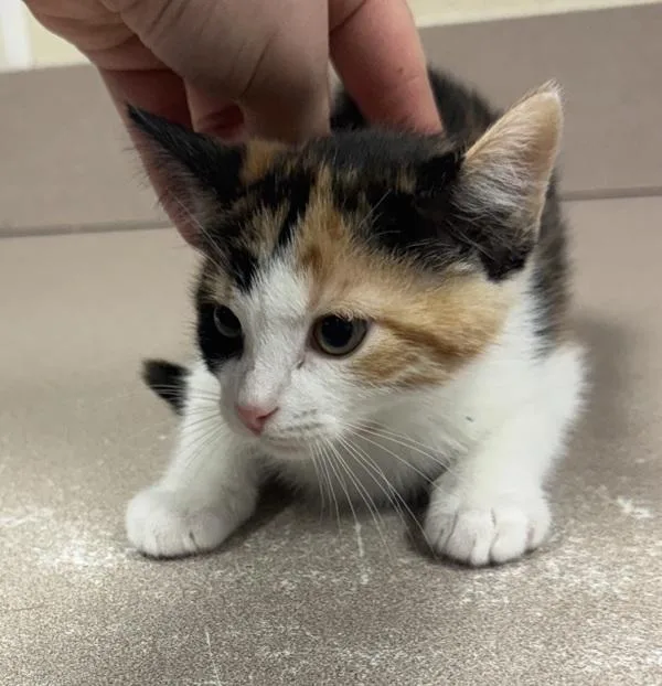 A baby small-sized female Domestic Short Hair cat named Veronica for adoption in Salisbury, MD