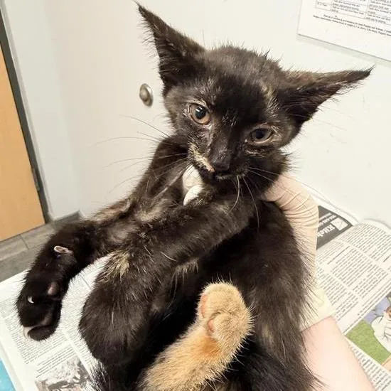 A baby small-sized female Domestic Short Hair cat named Olivia Rodrigo for adoption in Jacksonville, FL