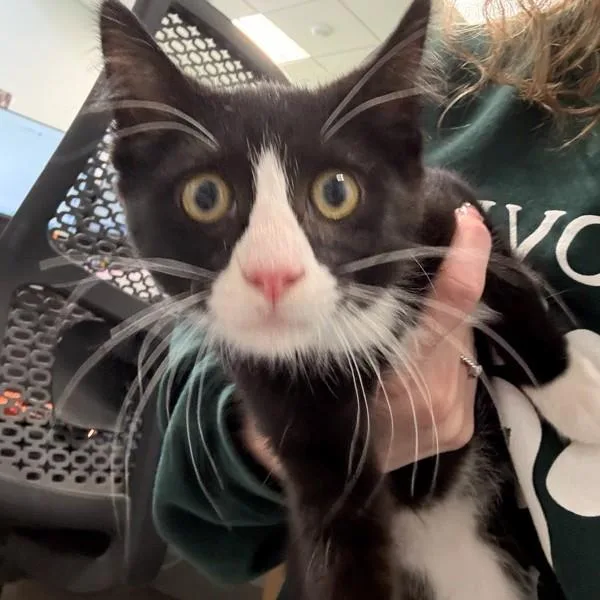 A baby small-sized male Domestic Medium Hair cat named Terri for adoption in Des Moines, IA