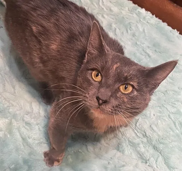A young small-sized female Domestic Short Hair cat named Mandy for adoption in Westminster, MD