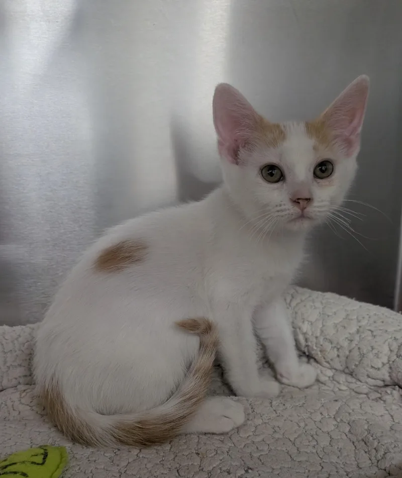 A young small-sized male White Domestic Short Hair cat named Jakk for adoption in New Ulm, MN