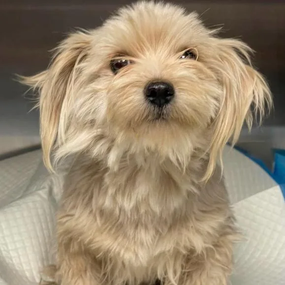 An adult small-sized male Yellow / Tan / Blond / Fawn Maltese dog named Al for adoption in Fort Collins, CO