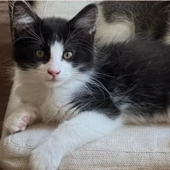 A baby small-sized male Black Domestic Medium Hair cat named Bubba for adoption in Orangevale, CA