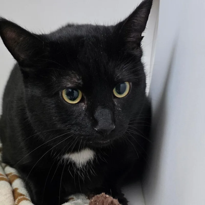 A senior extra large-sized male Domestic Short Hair cat named Max for adoption in Port Angeles, WA