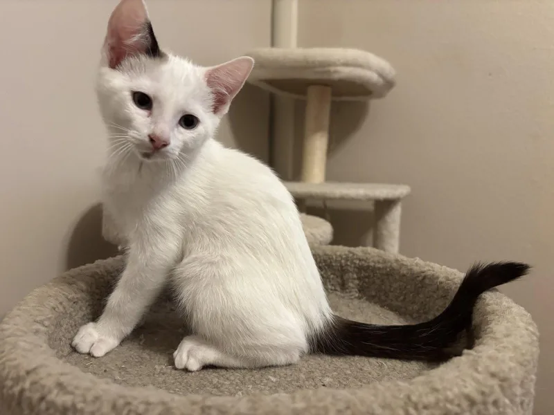 A baby medium-sized male Turkish Van cat named Scoots for adoption in Laguna Niguel, CA