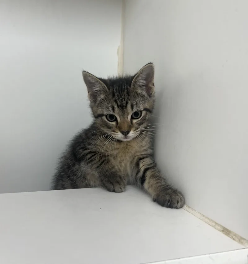 A young small-sized male Domestic Short Hair cat named Ron for adoption in Reisterstown, MD