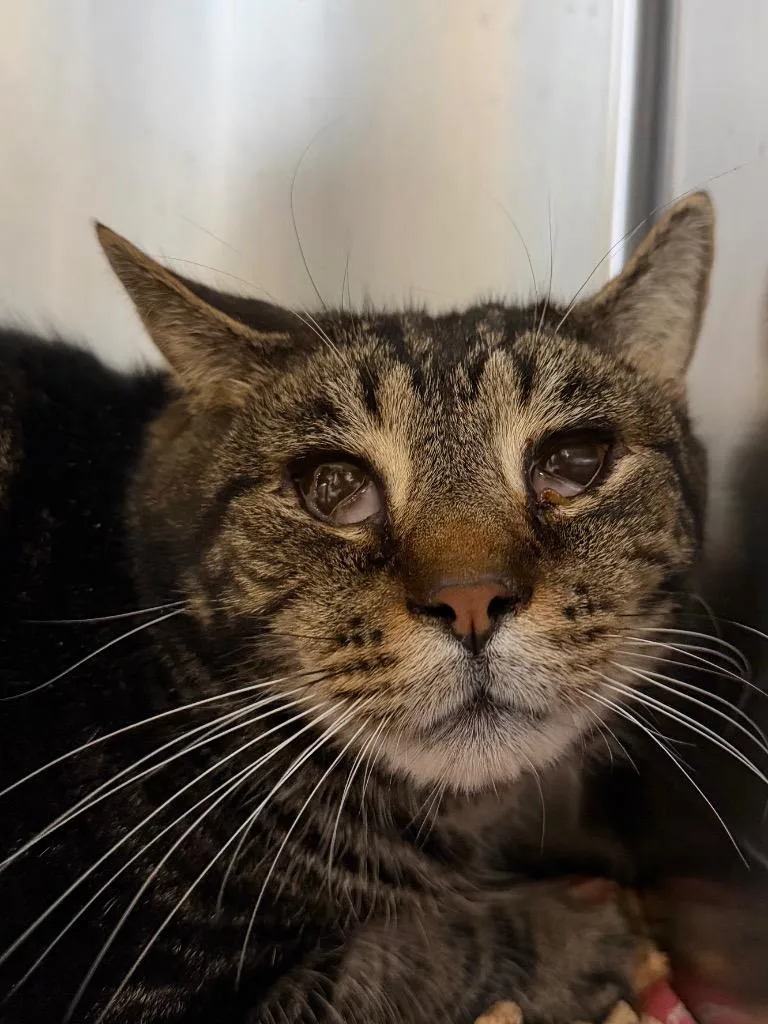 A young medium-sized male Domestic Short Hair cat named Gulf for adoption in Pomona, NY