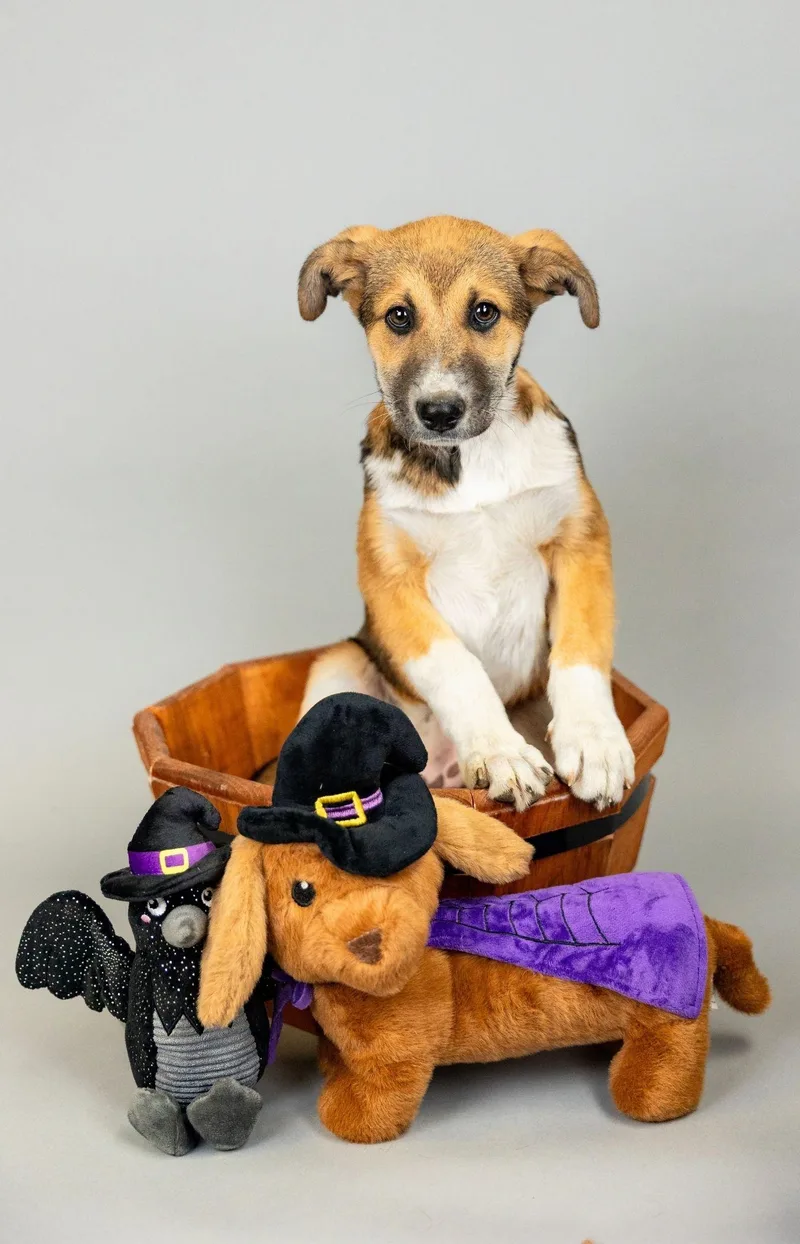 A baby medium-sized female Border Collie dog named 862-26 for adoption in Brighton, CO