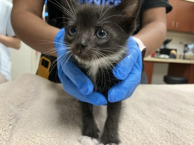 A baby small-sized female Domestic Short Hair cat named Beluga for adoption in Chapel Hill, NC