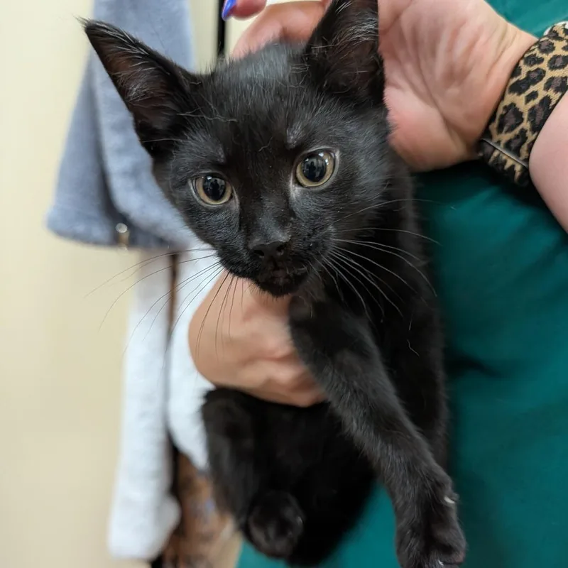 A baby small-sized male Black Domestic Short Hair cat named Kaden for adoption in New York, NY
