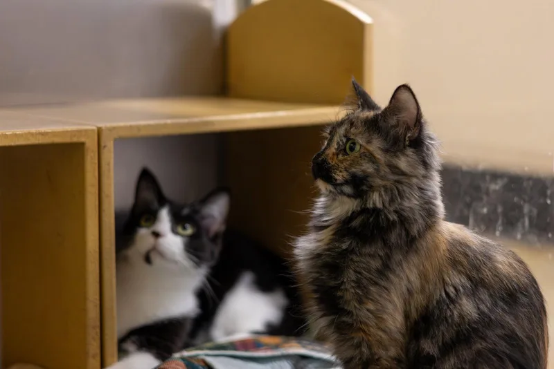 A young medium-sized male Domestic Medium Hair cat named Houdini for adoption in Cary, NC