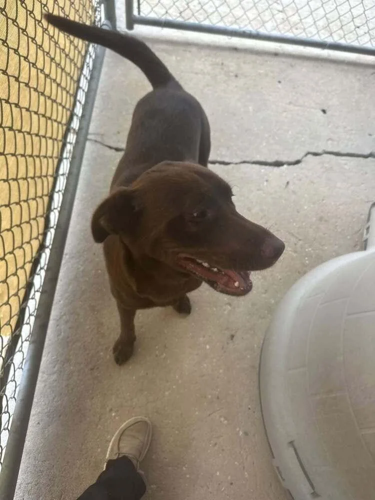 A young medium-sized male Labrador Retriever dog named Trooper for adoption in Crescent City, FL