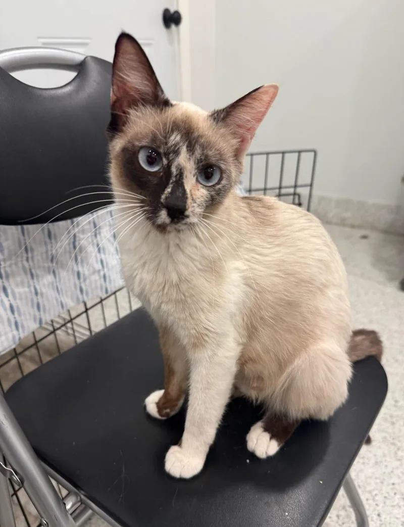 A young small-sized female White Siamese cat named Beauty for adoption in Temecula, CA