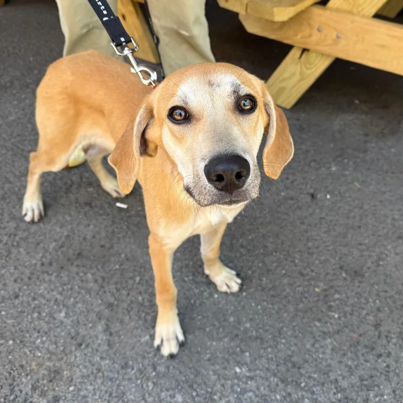 A baby medium-sized male Yellow / Tan / Blond / Fawn Hound dog named Remy for adoption in Brooklyn, NY