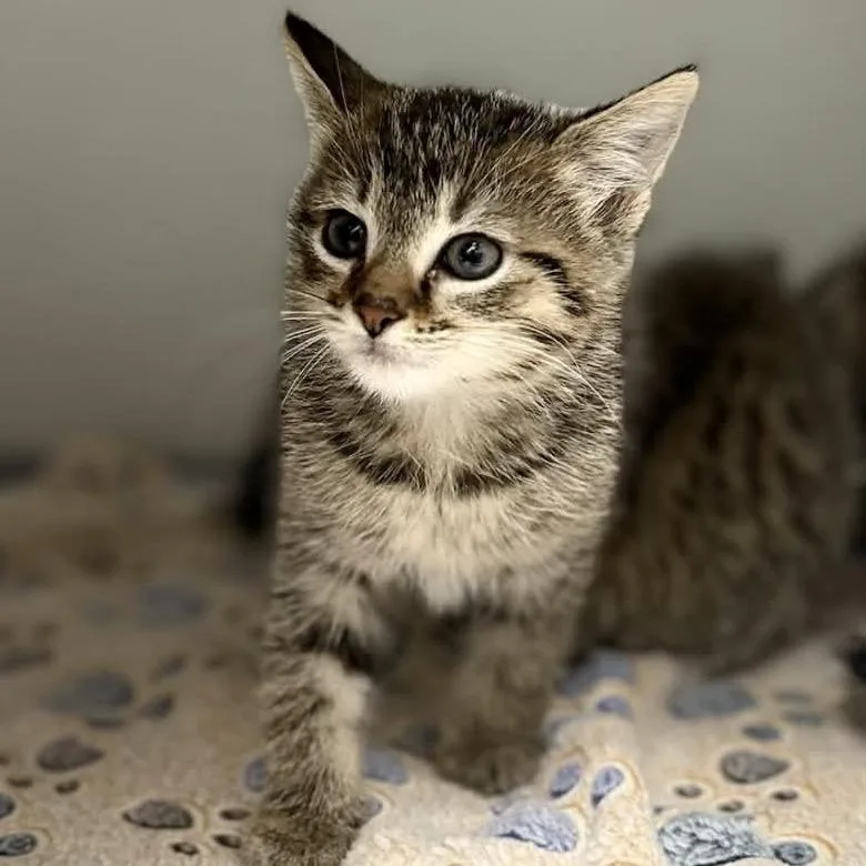 A baby small-sized male Brown / Chocolate Domestic Short Hair cat named Lightening for adoption in Caryville, TN