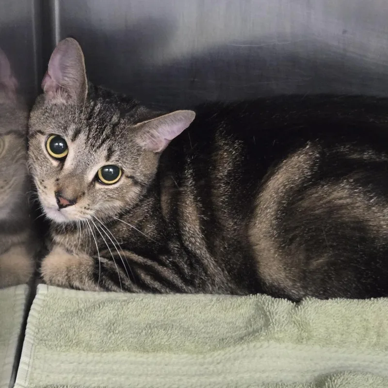 An adult medium-sized female Black Domestic Short Hair cat named Mia for adoption in Newark, NJ