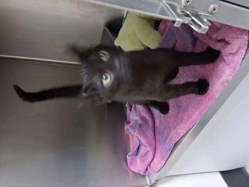 A young medium-sized male Black Domestic Short Hair cat named Judd for adoption in Lake Havasu City, AZ