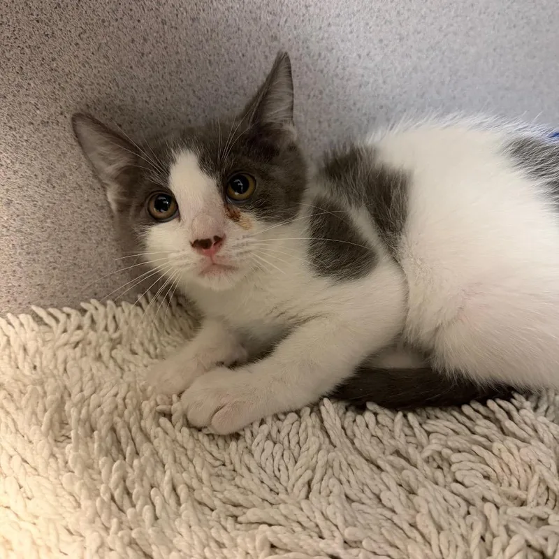 A baby small-sized female Gray / Blue / Silver Domestic Short Hair cat named Cricket for adoption in Port Charlotte, FL
