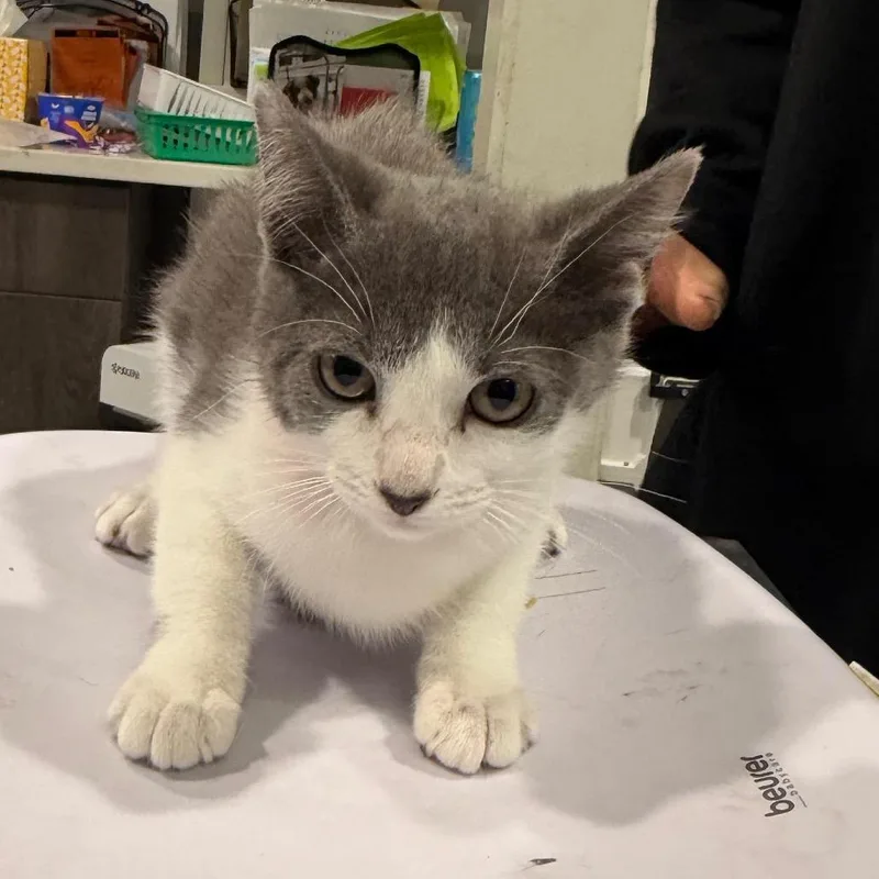A baby small-sized female Domestic Short Hair cat named Lola for adoption in Tampa, FL