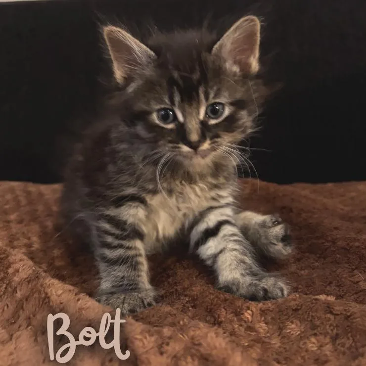 A baby small-sized male Brown / Chocolate Domestic Medium Hair cat named Bolt for adoption in Long Beach, CA