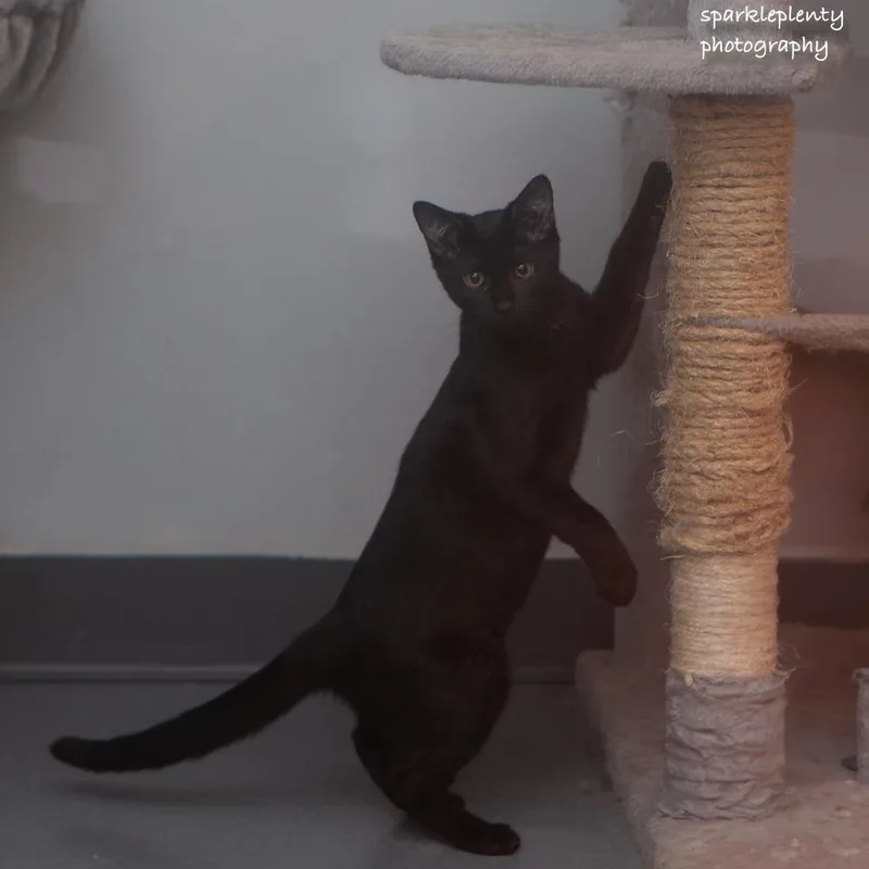 A baby medium-sized female Black Domestic Short Hair cat named Bosc for adoption in Ridgefield, CT