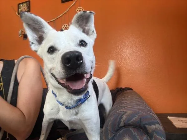 An adult medium-sized male Mixed Breed dog named Soji for adoption in Austin, TX
