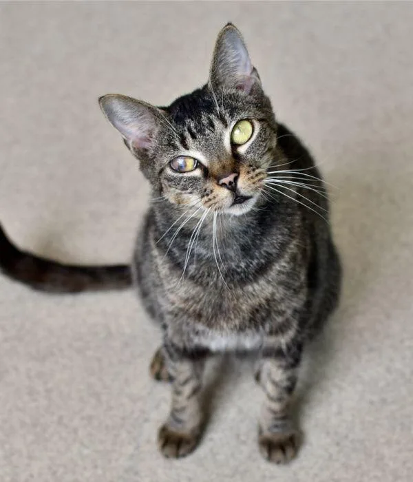 An adult medium-sized female Domestic Short Hair cat named Honey Bean for adoption in Marietta, GA